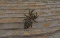 Spiders: Marpissa muscosa